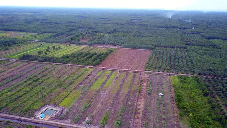 Tinjau Lahan Food Estate di Kapuas, Mentan RI Target Tahun Depan Mulai Penanaman